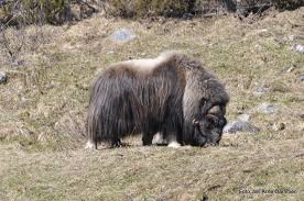 Om du følger den merkede moskusstien, har du gode muligheter for å se disse raggete urtidsdyrene. Moskus Pa Dovrefjell