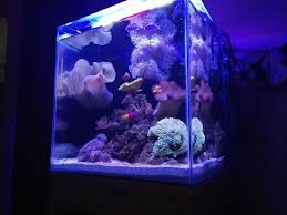 Sekali lagi, jenis sistem apa yang akan anda siapkan akan membantu anda menentukan jenis filter dan sistem penyaringan yang akan dipilih. Membuat Aquarium Laut Murah Mudah Youtube