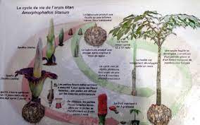 Każde kwitnienie tej rośliny w europejskich ogrodach botanicznych jest prawdziwą. Dziwidlo Olbrzymie Czyli Amorphophallus Titanum Kwitnienie W Przyspieszonym Tempie Nastrojowyogrod