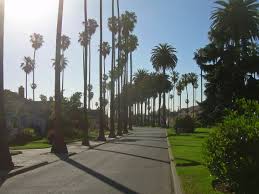 Cali Palm Trees San Jose California California Palm Trees Palm Trees