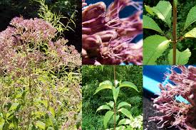 Image result for Hypolytrum pynaertii