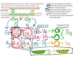 30 monohybrid punnett square practice worksheet answers. Monohybrid Cross Science Biology Genetics Showme