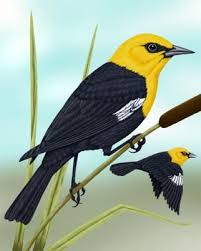 Big Black Bird With White Ring Around Neck Yellow Headed Blackbird Black Bird Different Birds Bird