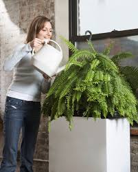 Check spelling or type a new query. Boston Fern Irrigation How Often To Water Boston Ferns