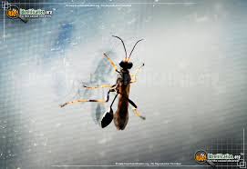 More images for black and yellow bug » Black And Yellow Mud Dauber Sceliphron Caementarium