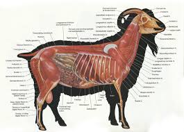 Anatomy Capra Hircus Large Animals Anatomy Animal Anatomy