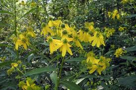 Image result for Verbesina