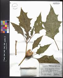 Image result for Datura stramonium