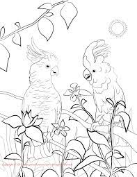 Click the yellow crested cockatoo coloring. Cockatoo Coloring Page