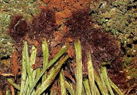 Image result for Vittaria elongata