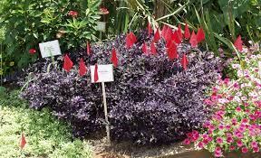 Purple flower names purple flowers beautiful flowers images flower images clematis design jardin garden design pot jardin flower landscape. Purple Flash Named Texas Superstar Agrilife Today