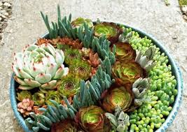 We did not find results for: 10 Ways To Beat The Winter Blues Enchanted Gardens