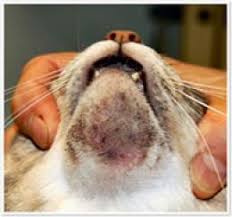 Obat untuk bulu kucing yang gugur. Bulu Kucing Gugur Banyak Catsandme