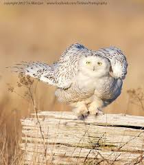 White Bird With Big Eyes Coruja Snowy Owl Owl Photos Owl