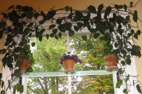 When it comes to covering up bare fences and walls, climbing plants are golden. Create A Green Environment In Your Home With These Climbers And Creepers Blog Nurserylive Com Gardening In India