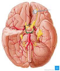 The circle of willis (also called the cerebral arterial circle, arterial circle of willis, or circulus arteriosus cerebri) is a circle of arteries that supply the brain. Circle Of Willis Anatomy And Function Kenhub