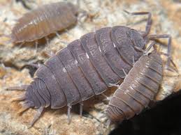 invertebrate — todays isopod is Porcellionides pruinosus, also...