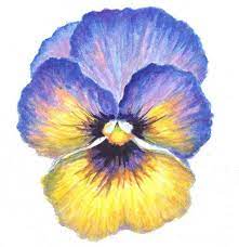 Pansy Original Watercolor Painting By Akimova Flower Yellow Spring Garden Decoration Flower Painting Pansies Flowers Art Painting