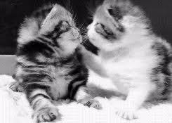 A large collection of beautiful gifs of passion, kisses, love. Cute Animal Kiss Gif 7 Gif Download