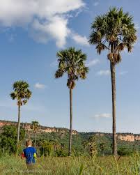 Image result for Borassus