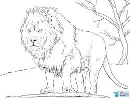 Simple lion coloring page to download for free. Male African Lion Coloring Page Free Printable Coloring Pages Inside Male Lion Coloring Pages Africanlio Lion Coloring Pages Lion Coloring Lion Coloring Page