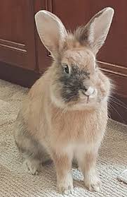 La durata di vita media di un coniglio ariete è similare a quella degli altri conigli: Coniglio Wikipedia