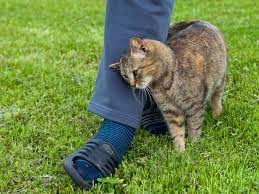 We did not find results for: Surprising Signs Your Cat Likes You