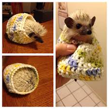 Zklmig3 Jpg 1280 1280 Hedgehog Pet Cute Hedgehog Crochet Hedgehog