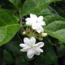 Pin By Beth Holloway On Philippines Home Of My Filipino Tattoos Sweet Smelling Flowers Pretty Flowers
