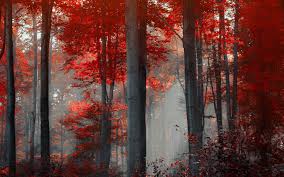 Download hd dark grey wallpapers best collection. Red Forest Landscape Wallpapers 1920x1200 1180815