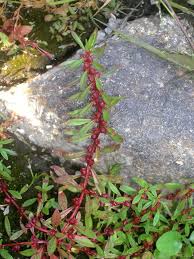 Image result for Rotala filiformis