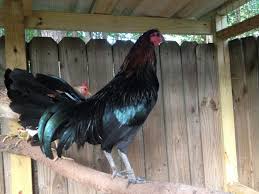 Birds Of A Feather Williamsburg Menu Mug Gamefowl King Cobra Animals Rooster