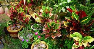 Harga daun pintu panel kotak dll. Keistimewaan Pokok Puding Myrokan
