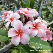 Image result for Plumeria