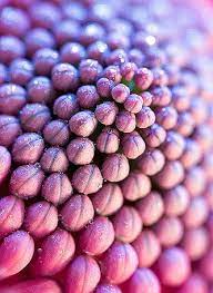 Photographing The Micro Landscape Macro Photography Nature Macro Photography Flowers Macro Photography