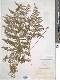 Image result for Athyrium schimperi