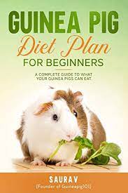 How Long Can You Leave Your Guinea Pig Alone A Day Weekend Or More Guinea Pig 101