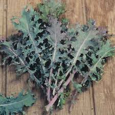 23.08.2021 · try red russian in our kale with goat cheese and bread crumbs recipe. Kale