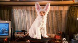 A Cat Dressed In A Bunny Suit From Cats Dogs Yet More Feline Humiliation In The Revenge Of Kitty Galore Cats Dog Cat Cat Vs Dog