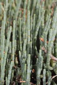 Image result for Halosarcia