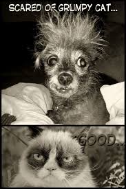 M Funny Grumpy Cat Memes Grumpy Dog Scary Dogs