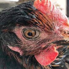 Horoz Mu Tavuk Mu In 2020 Owl Animals Bird