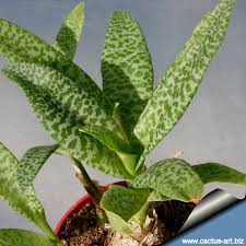 Image result for Lessertia pauciflora
