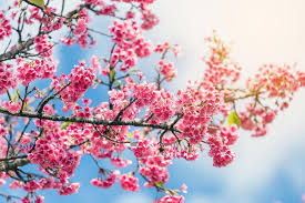 Checkout high quality sakura saber wallpapers for android, desktop / mac, laptop, smartphones and tablets with different resolutions. Cherry Blossom And Sakura Wallpaper Stock Photo Image Of Cherry Space 167459830