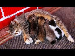 The first one is the 'human conversationalist' where a person talks to the cat and the cat meows back. Mom Cat Feeding Five Cute Meowing Kittens Youtube In 2020 Cat Mom Kittens Cutest Kitten Meowing