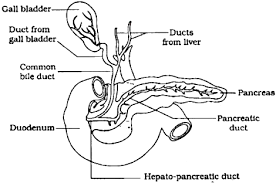 Where is the liver located in the human body diagram liver picture diagram locating liver pain the body uses pain as its means of. Draw A Neat Labelled Diagram Representing The Duct System Of Liver Gall Bladder And Pancreas Sarthaks Econnect Largest Online Education Community