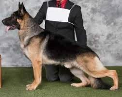 These are the five types of german shepherds: German Shepherd Dog Canine Habit