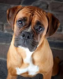 Besuchen Sie Unsere Website Fur Weitere Informationen Zu Boxerhunden Es Ist Ein Grossartiger Ort Dogs Besuchen Boxerhun Boxer Welpe Hunde Der Boxer