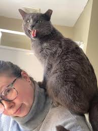 Dog Adoption Considerations in Ewing, NJ