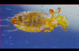 Image result for what do Mallophaga look like in dog fur